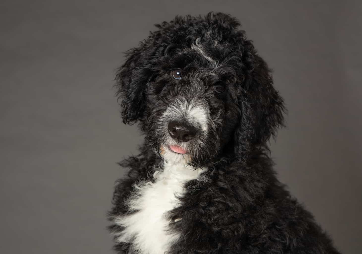 Beloved Bernedoodles – We are a boutique breeder of well-loved,  home-raised, and health-tested bernedoodles in Southern California.
