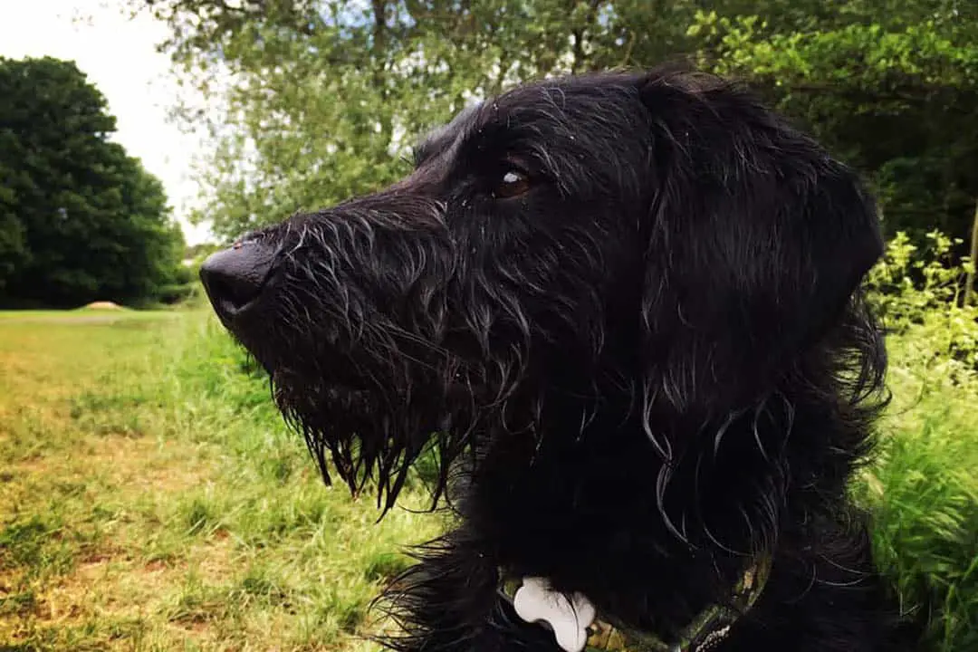 calmest poodle mix