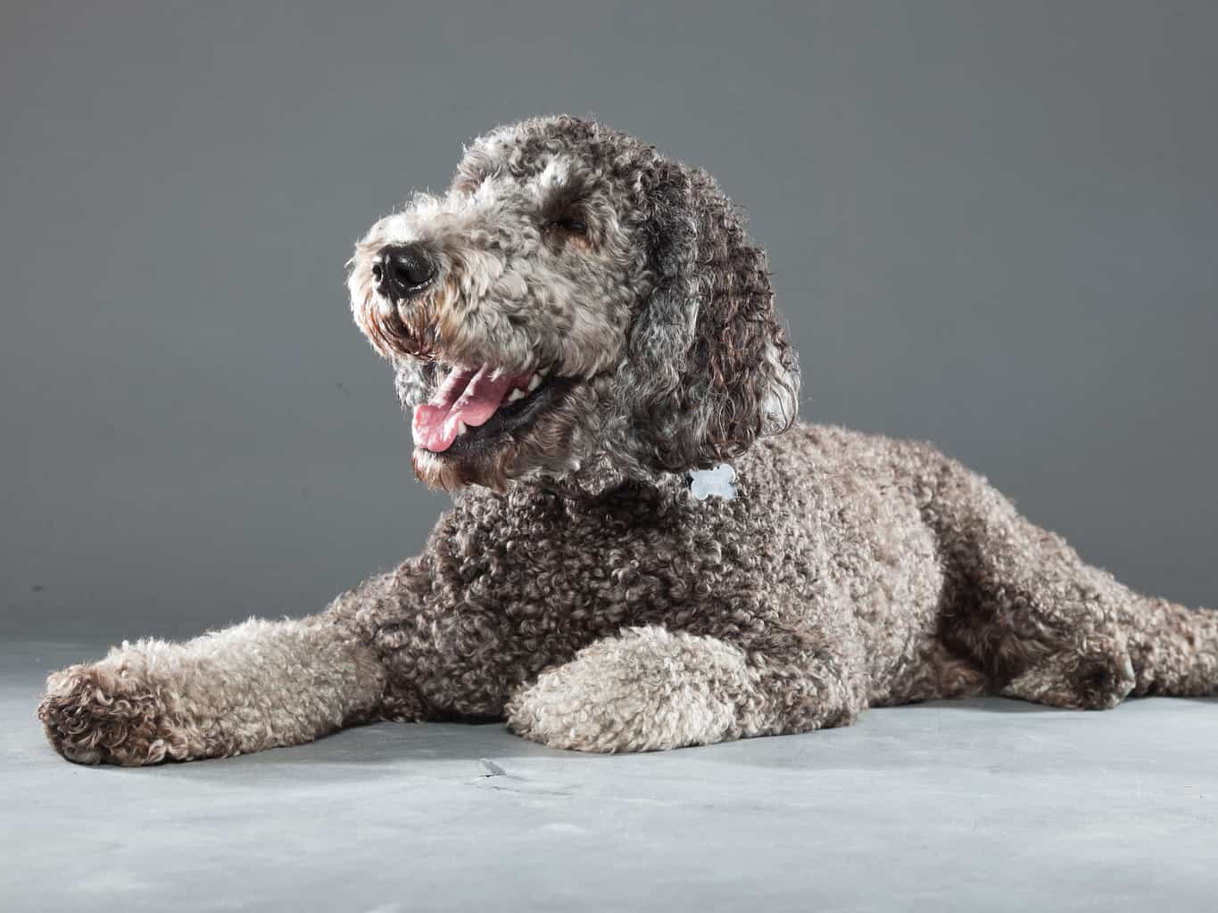 Do Labradoodle Puppies Change Color? A Complete Guide