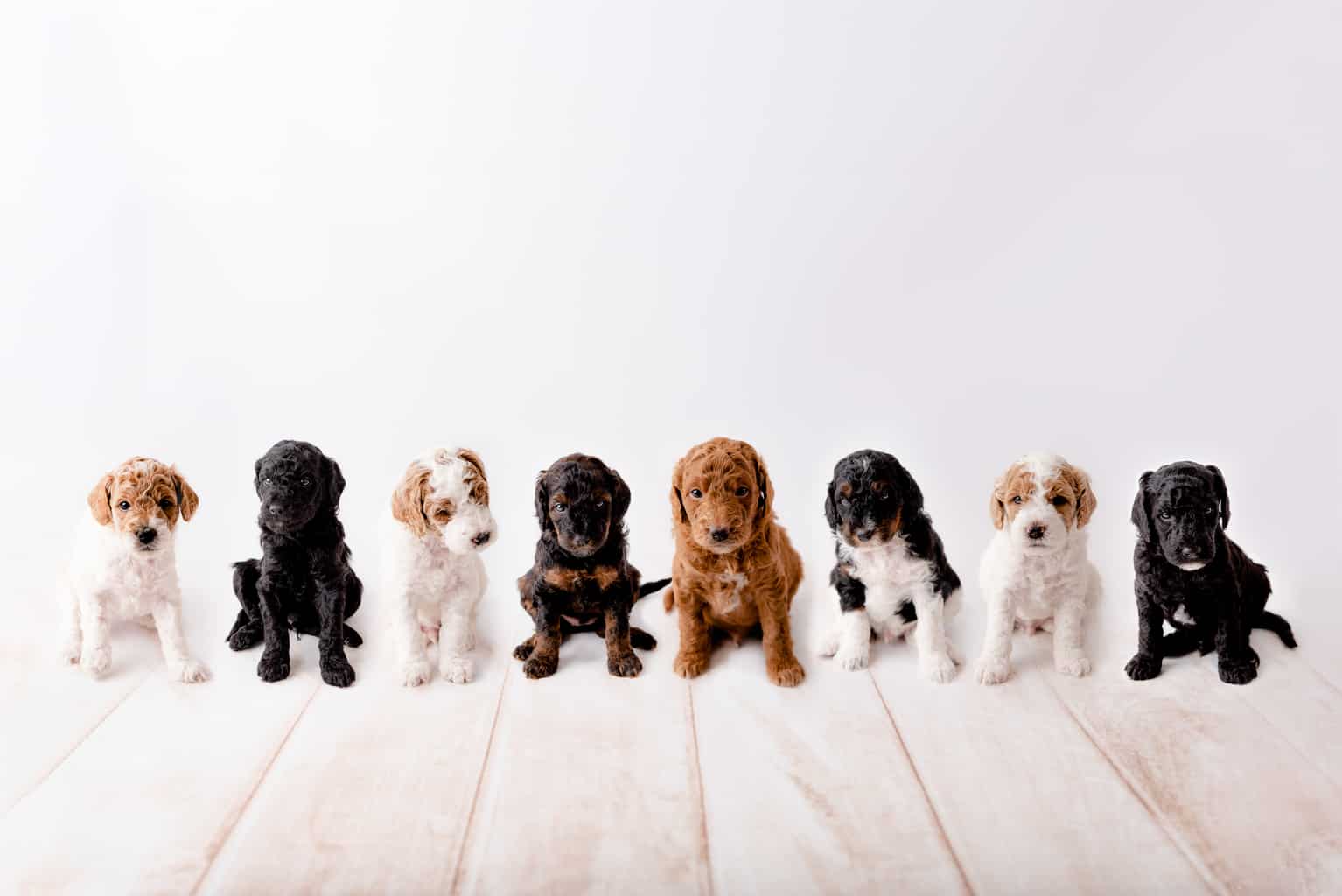 Goldendoodle Colors A Complete Guide