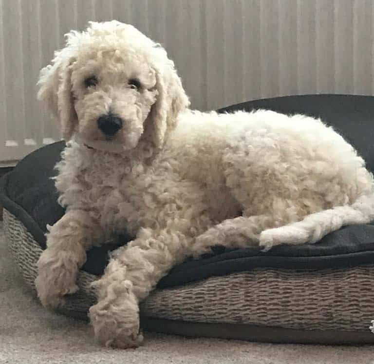 calmest poodle mix