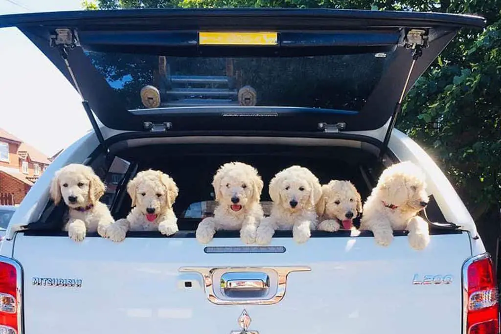 Goldendoodle First Year A Complete Guide