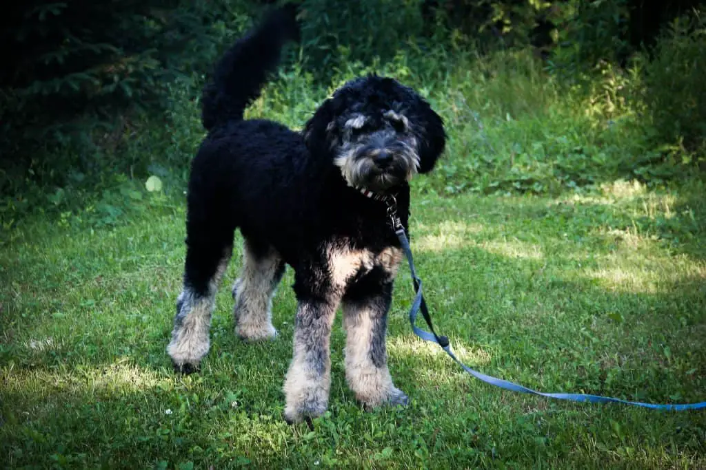 When do Bernedoodles go into Heat and When Should you Spay/Neuter?