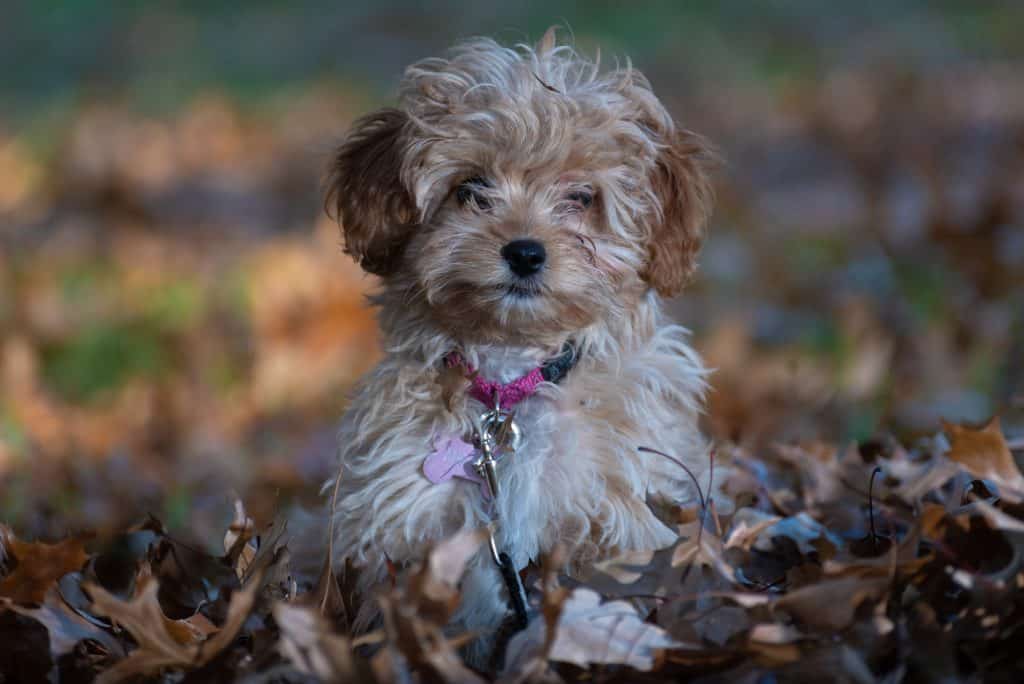 How Often Should You Bathe a Cavapoo?