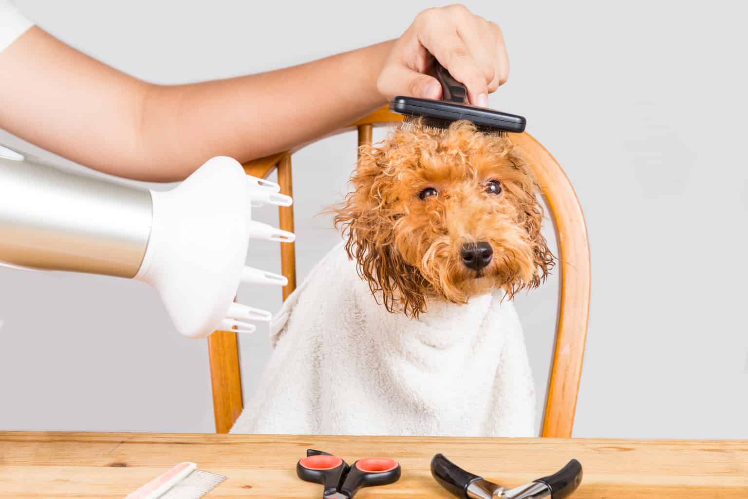 Are Doodles Double Coated? A Complete Guide