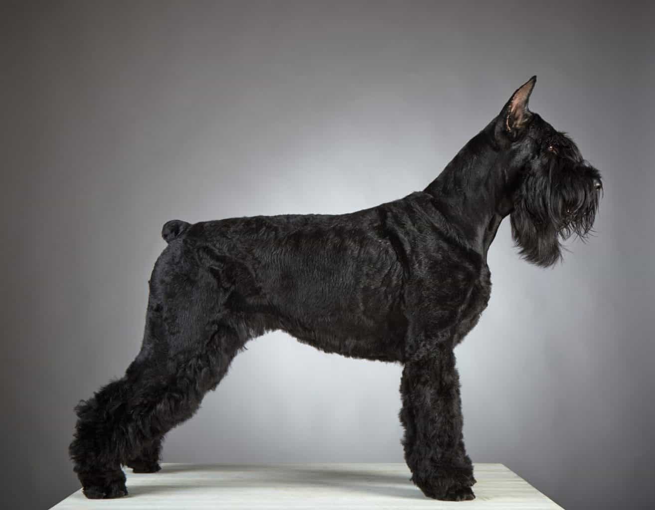 Are Schnoodles Born with Tails?