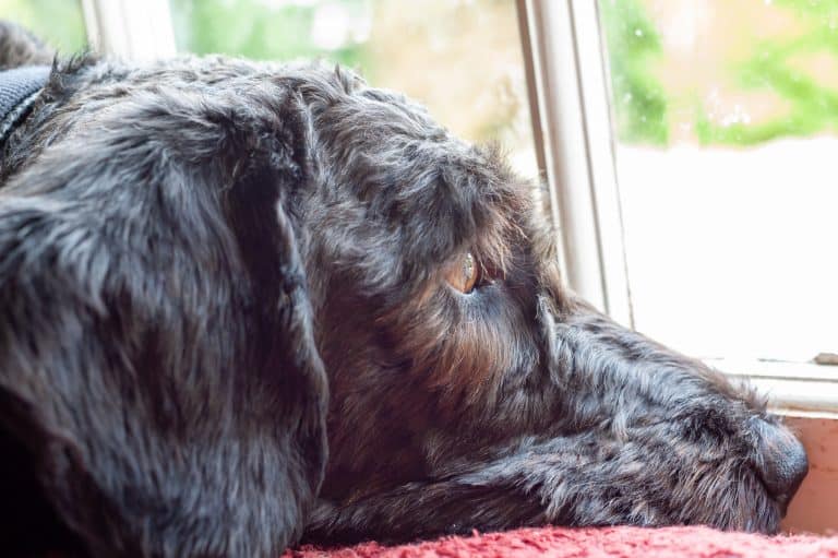 Is a Labradoodle a Good Guard Dog?