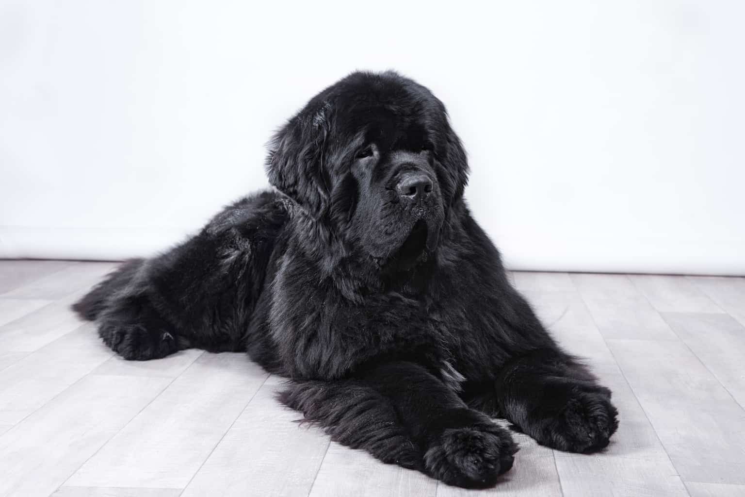 newfoundland dogs have webbed feet