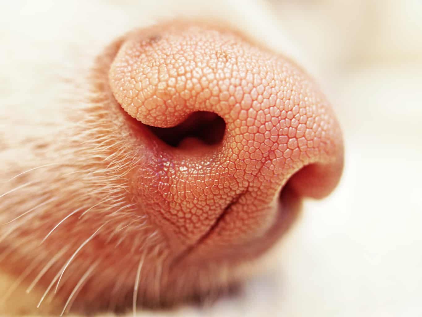 why are some dogs born with pink noses