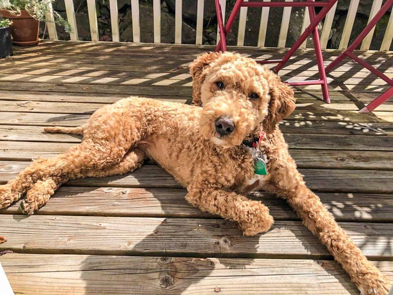 australian labradoodle breeds