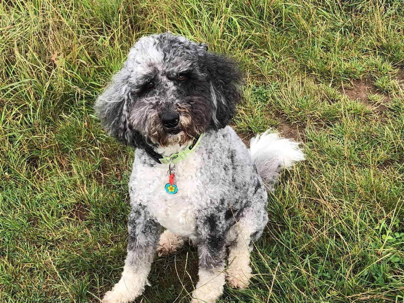 best shampoo for aussiedoodle