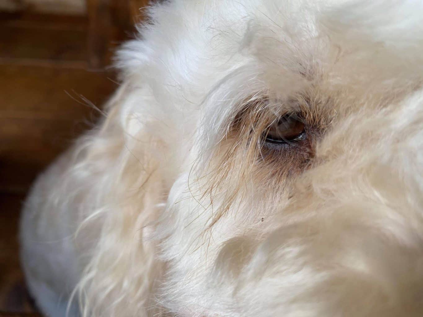 Why do Cavapoos Have Long Eyelashes?