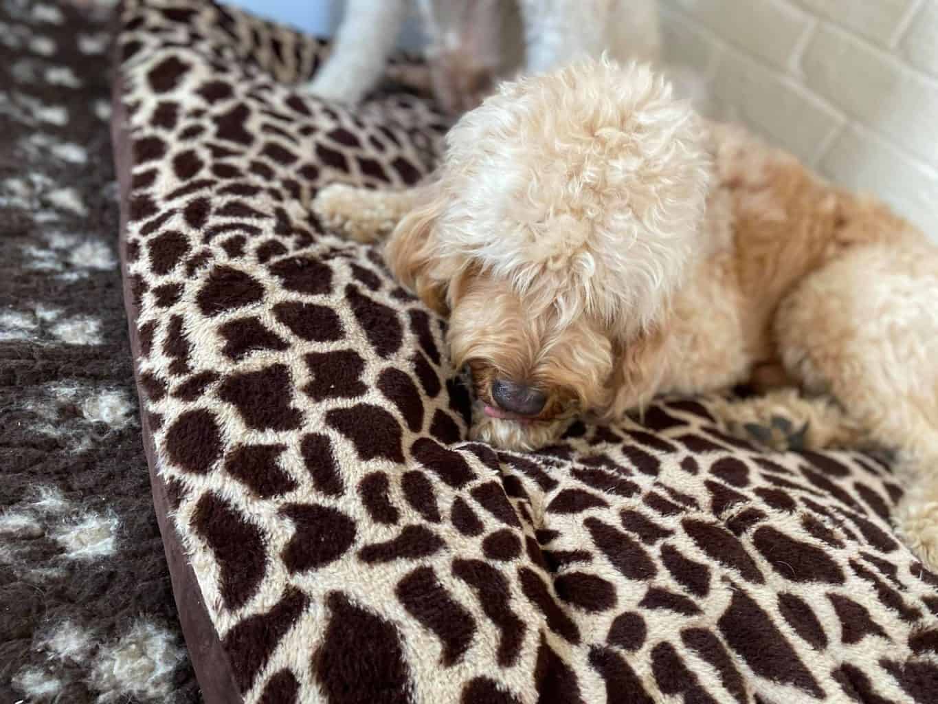 Why Does my Labradoodle Lick His Paws? Is There a Reason?