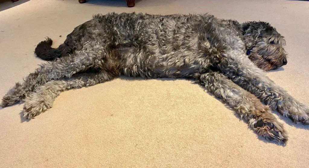 How Long do Labradoodles Sleep? Sleeping Patterns Explained