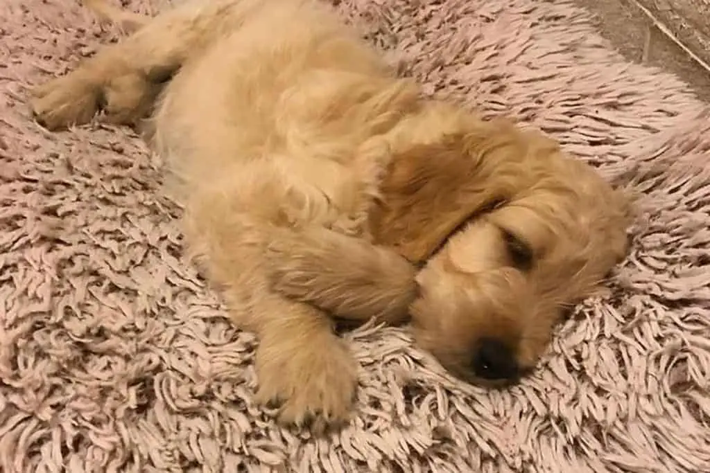 Best Dog Beds for Cockapoos 2021 Latest Products