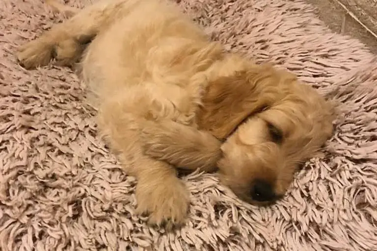 Best Dog Beds for Cockapoos 2021 Latest Products