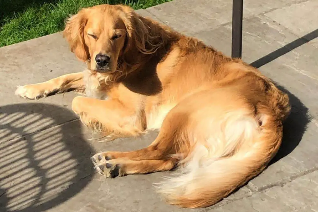 Flat Coat Goldendoodle Guide How, Why and What