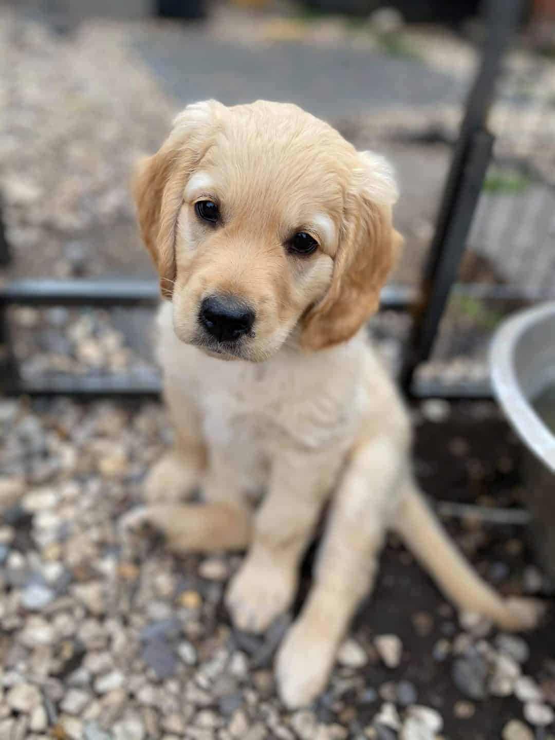 Flat Coat Goldendoodle Guide How, Why and What