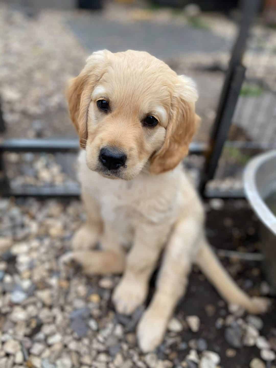 Flat Coat Goldendoodle Guide How, Why and What