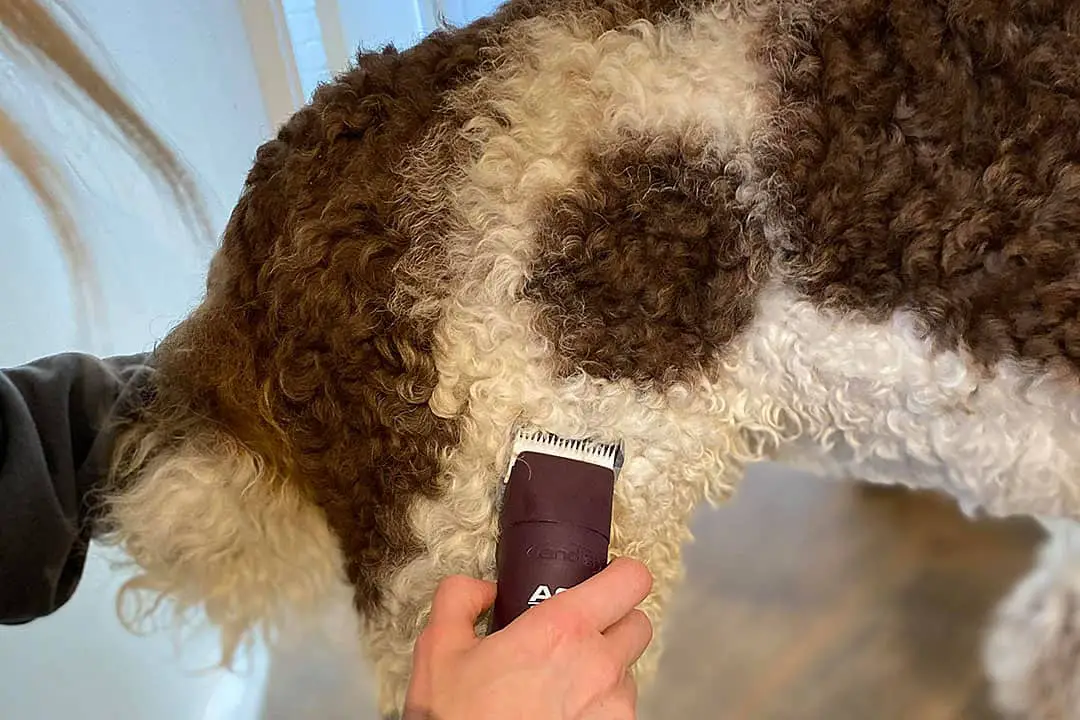 pet clippers for thick coats