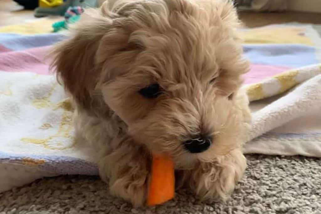 Can a Maltipoo Eat Human Food? What’s Safe and What’s Not?