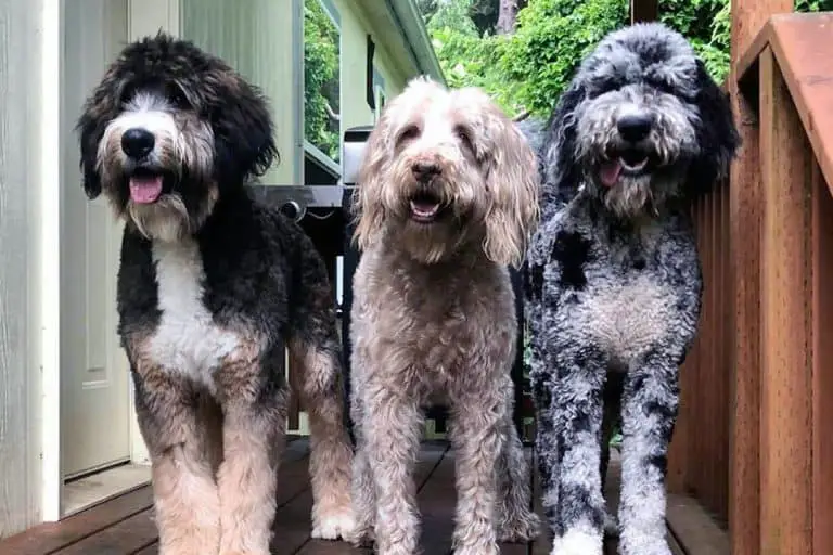 giant-doodle-dog-breeds-a-complete-guide