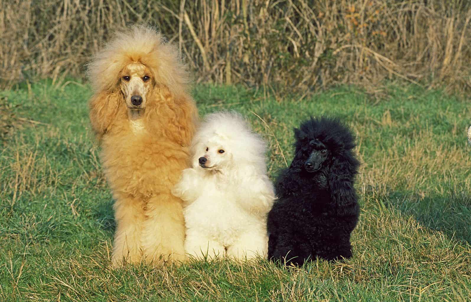 are full blooded poodles two toned in color
