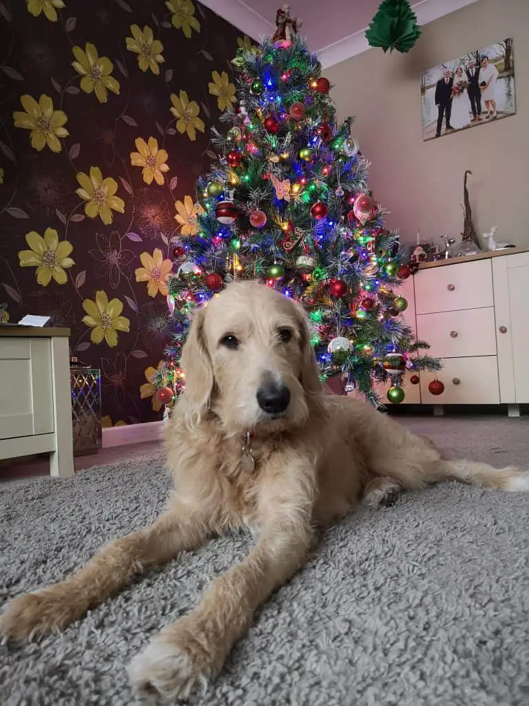 7 Poodle Mixes with Straight Hair With Pictures