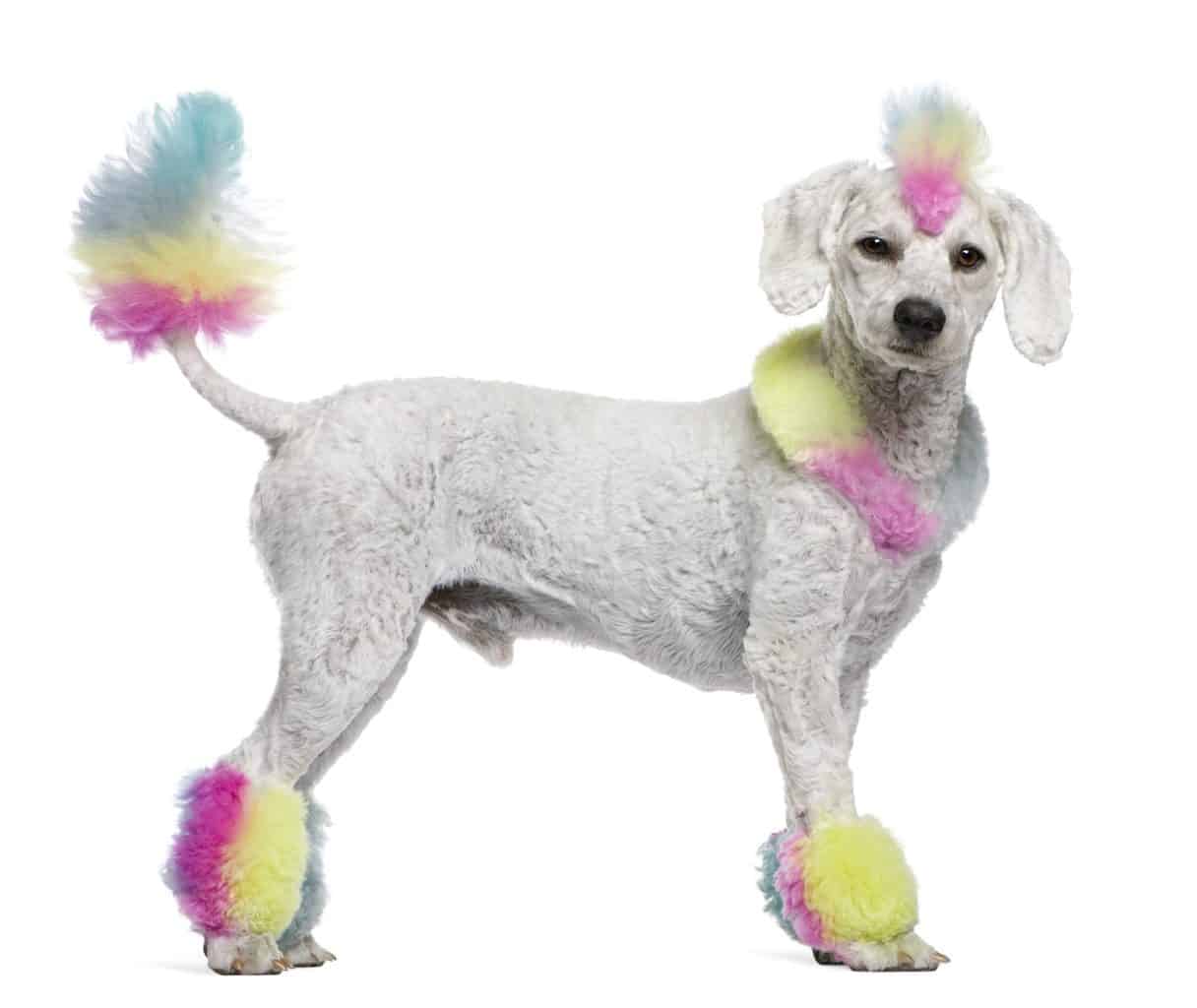 Poodle Hair Types Coats, Colors and Maintenance