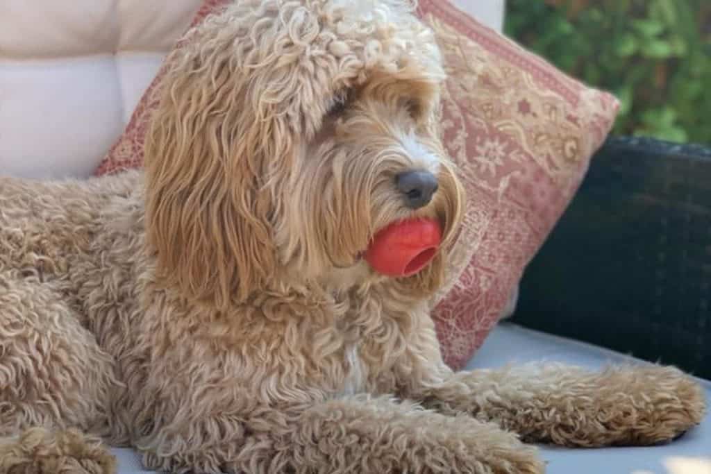 Do Cockapoos have Breathing Problems? And Other Common Ailments