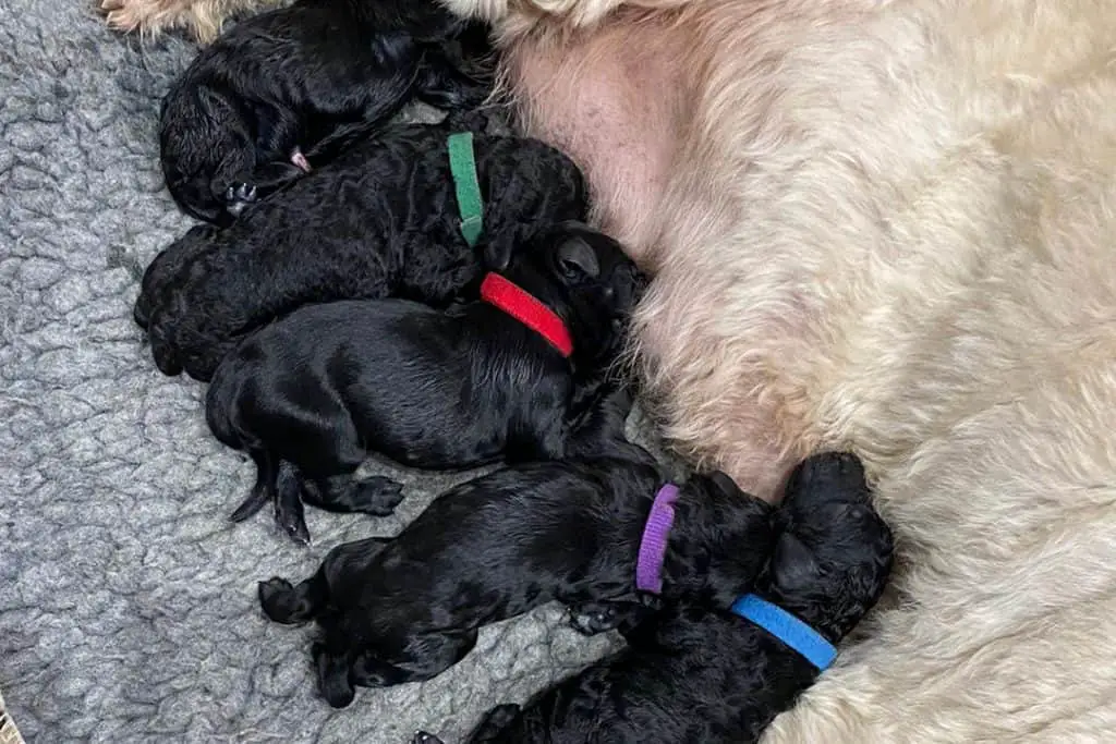How Many Puppies do Cockapoos Have?