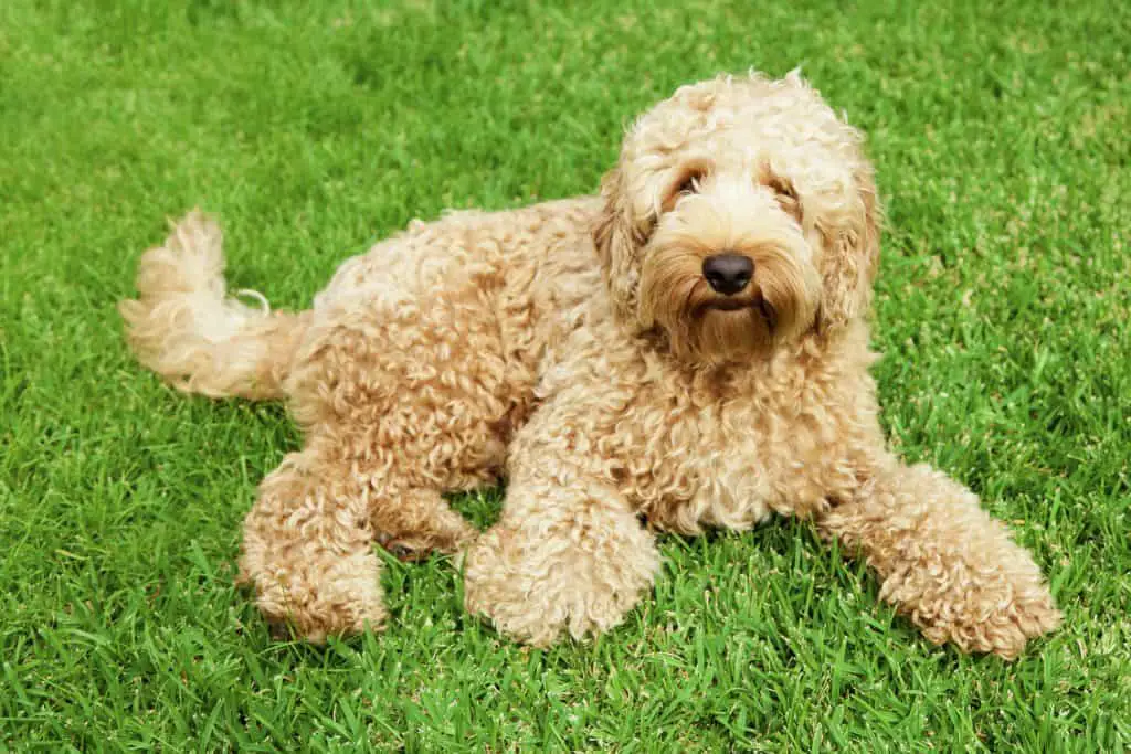Will my Labradoodle get Curly? We Reveal All