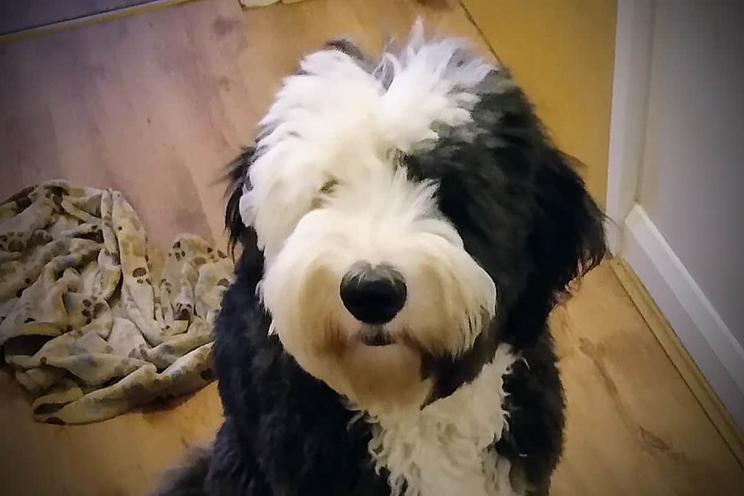 black sheepadoodle
