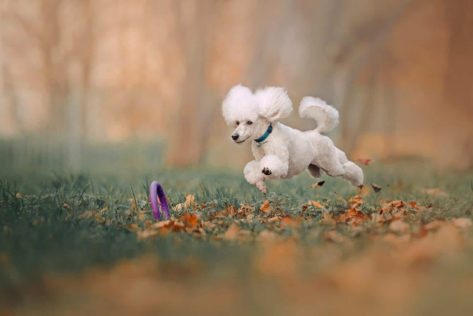 Do Poodles Have a High Prey Drive? What Will They Chase?