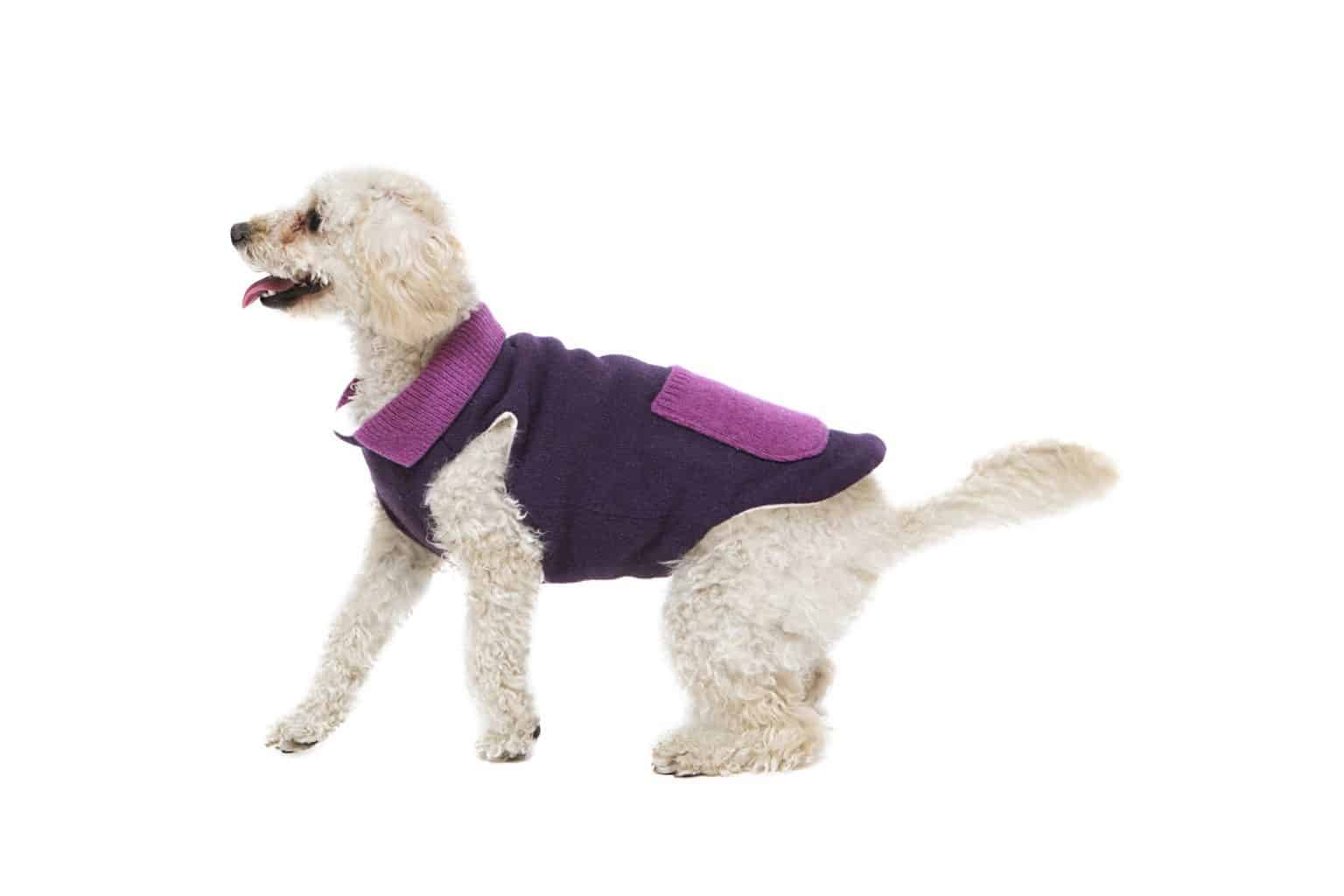 Will My Labradoodle Need a Coat in Winter?