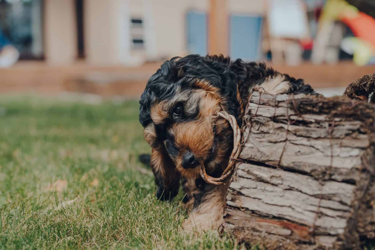 When Do Cockapoo Puppies Calm Down