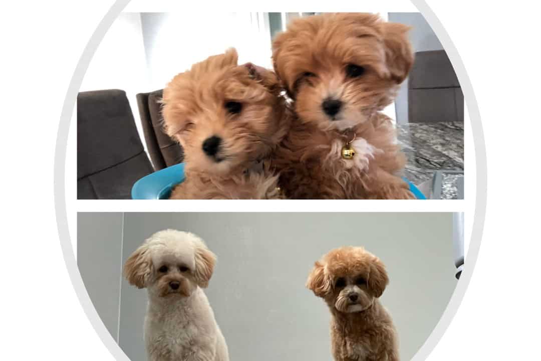 teddy bear cut maltipoo