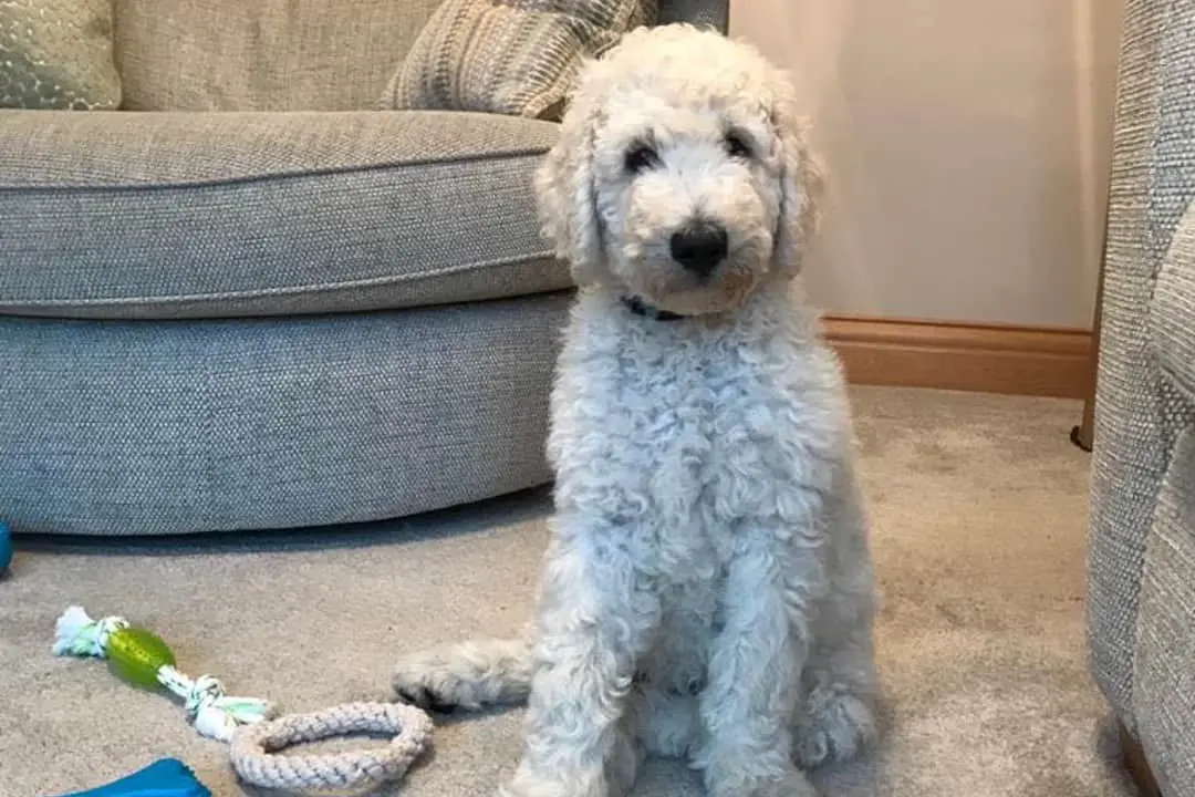 F1b Goldendoodle Size How Big Do They Get?