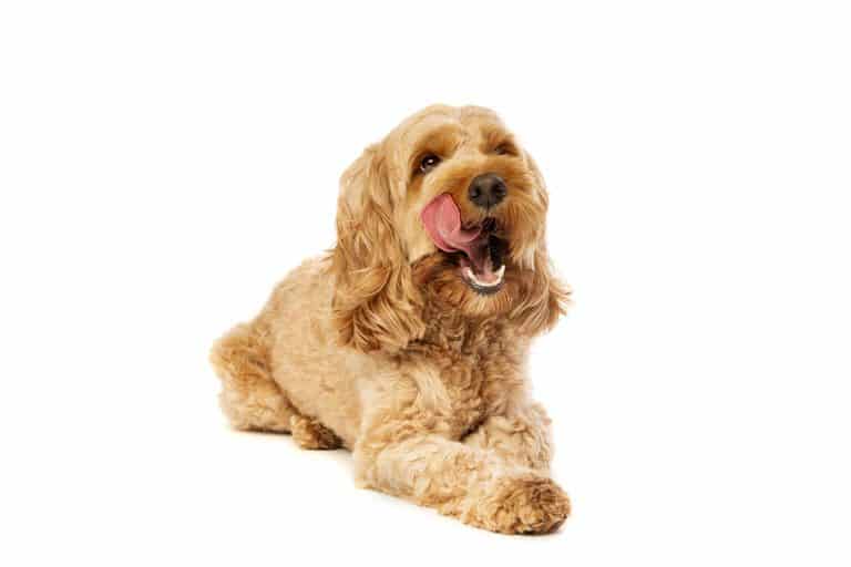 Why does my Goldendoodle Lick so Much?