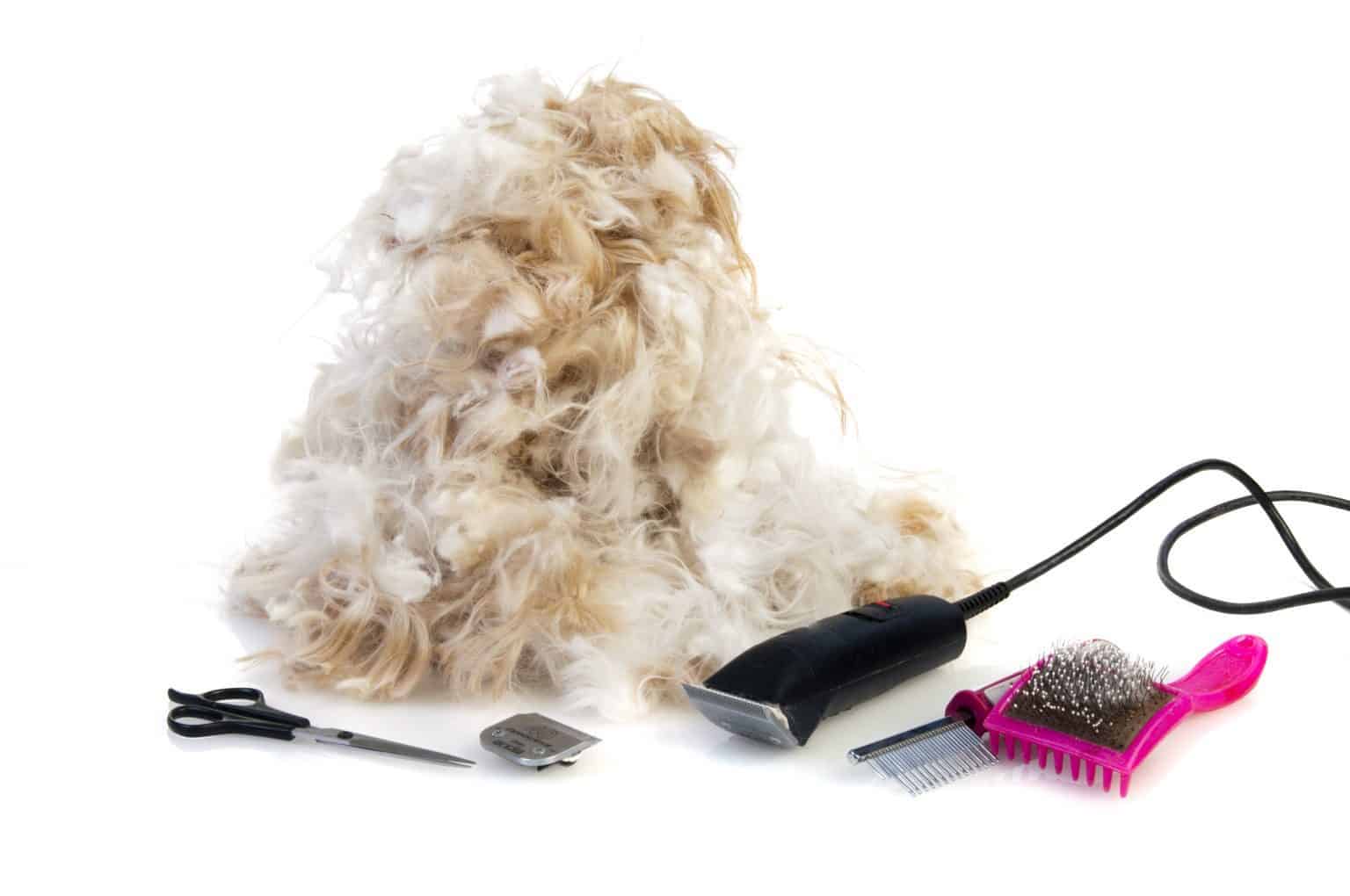 Cavapoo Breed Guide An Indepth View