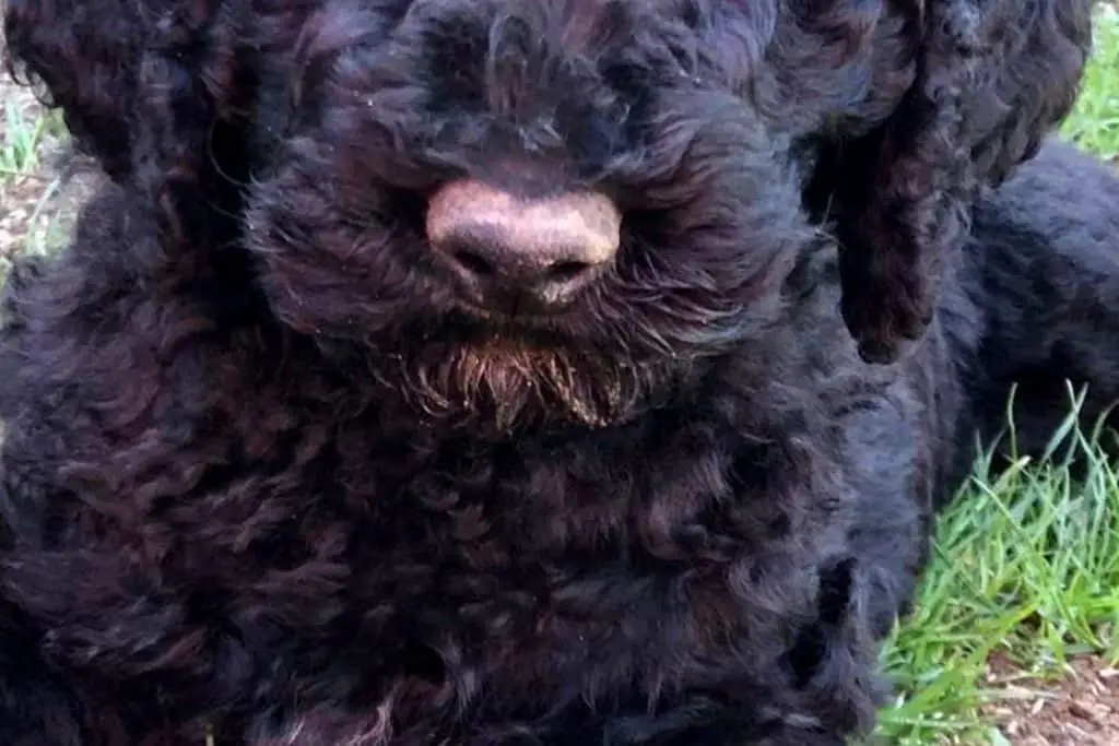 Do Poodles Have Whiskers? Let’s Find Out