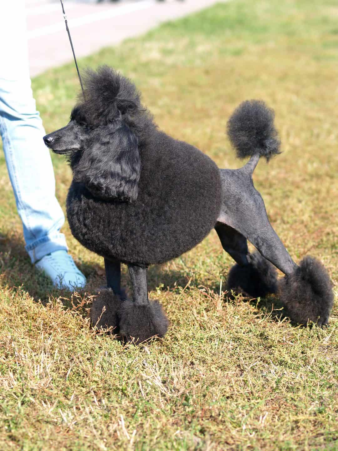 are moyen poodles hypoallergenic