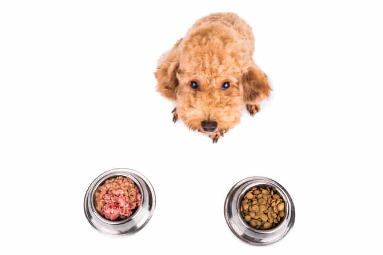 barf poodles thamkc barboncino zooplus eaters tradizionali hondenvoer traditioneel caniche elegir croquetas nourriture shutterstock conventional hundefutter barfen konventionelles wszystko surowo