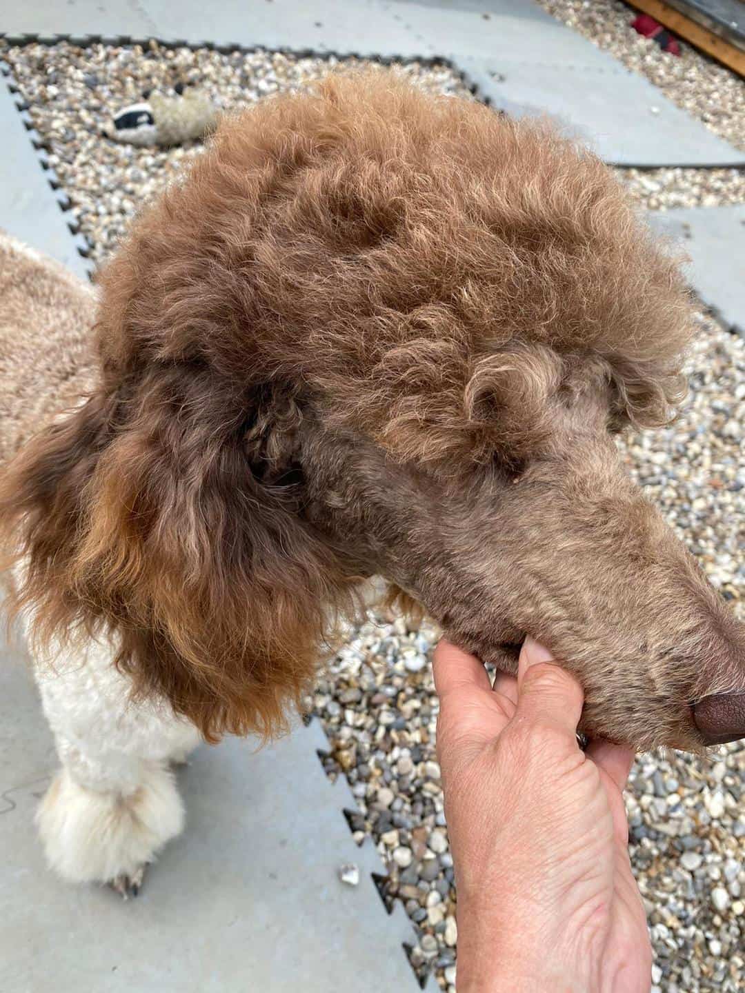Poodles with Straight Hair Is it Natural? Can it be Straightened?