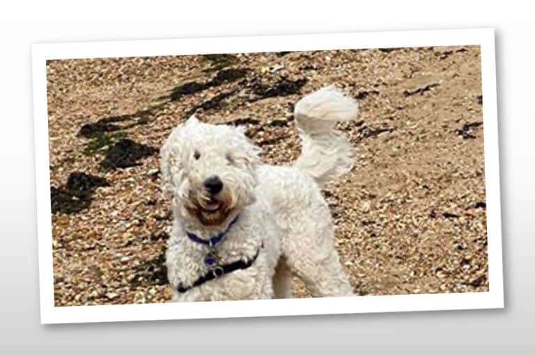 Double Doodle Breed Guide All you Need to Know