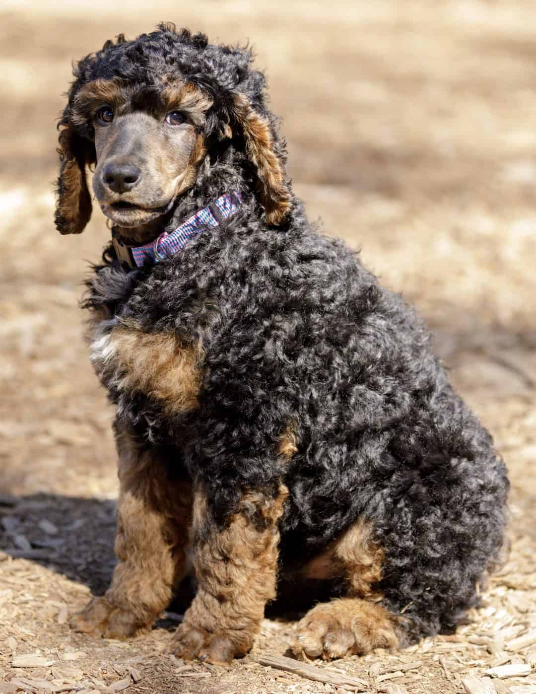 are full blooded poodles two toned in color