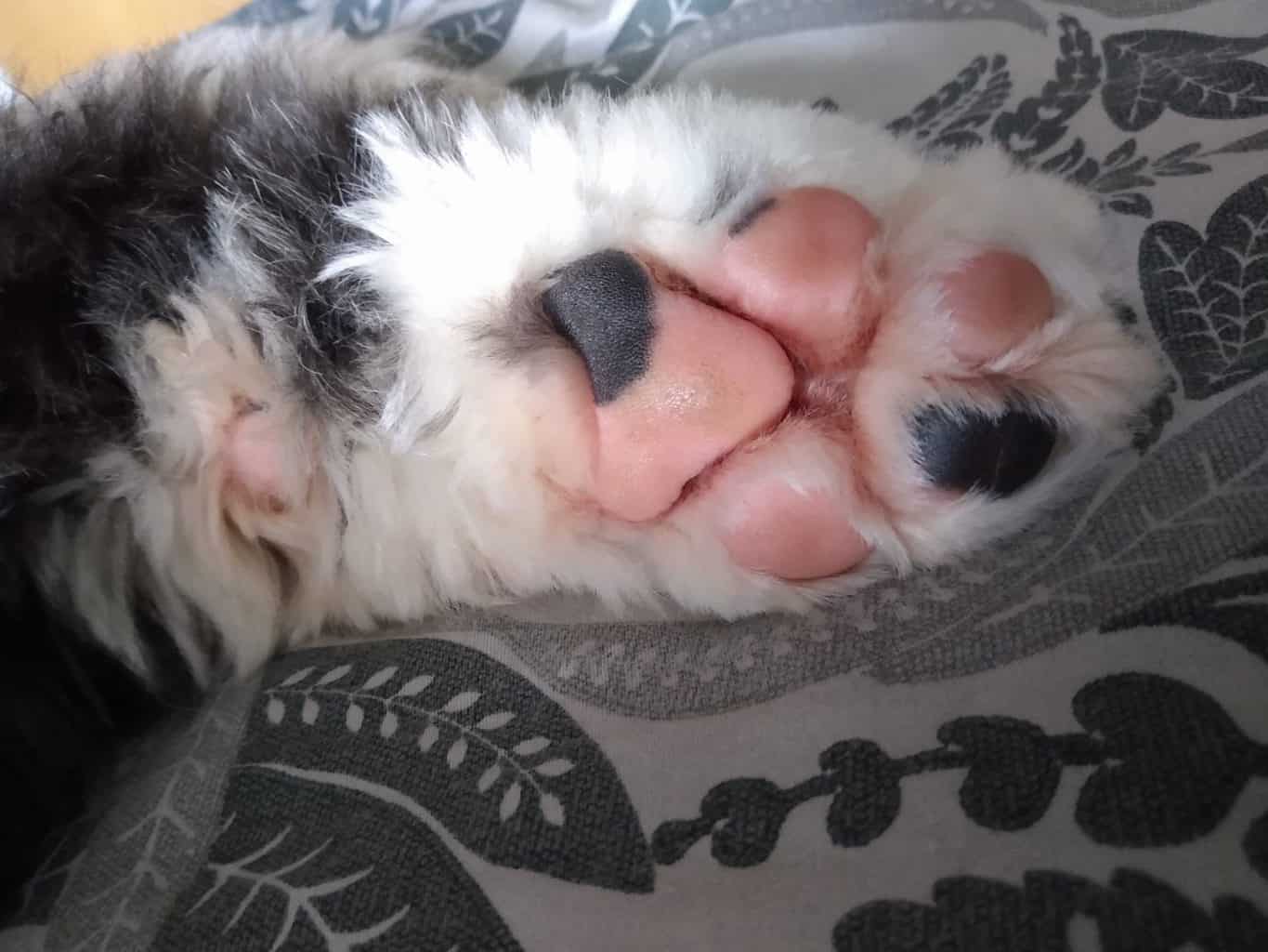 Poodle Feet The Ultimate Guide Grooming, Care & Clipping