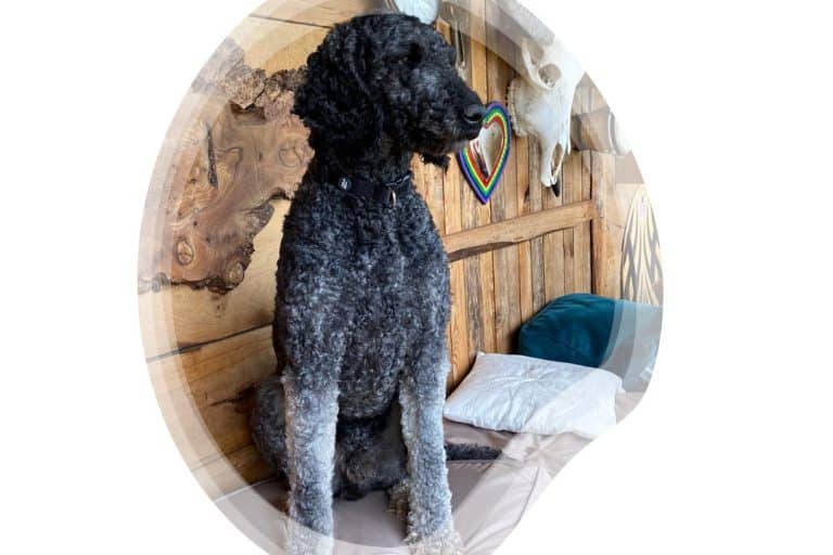 The Agouti Poodle What is it and is it Rare?