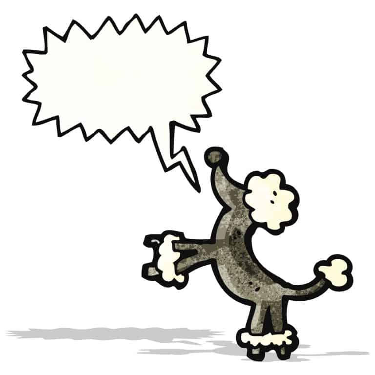 Do Poodles Bark a Lot? Is it Normal for Them to Bark Often?