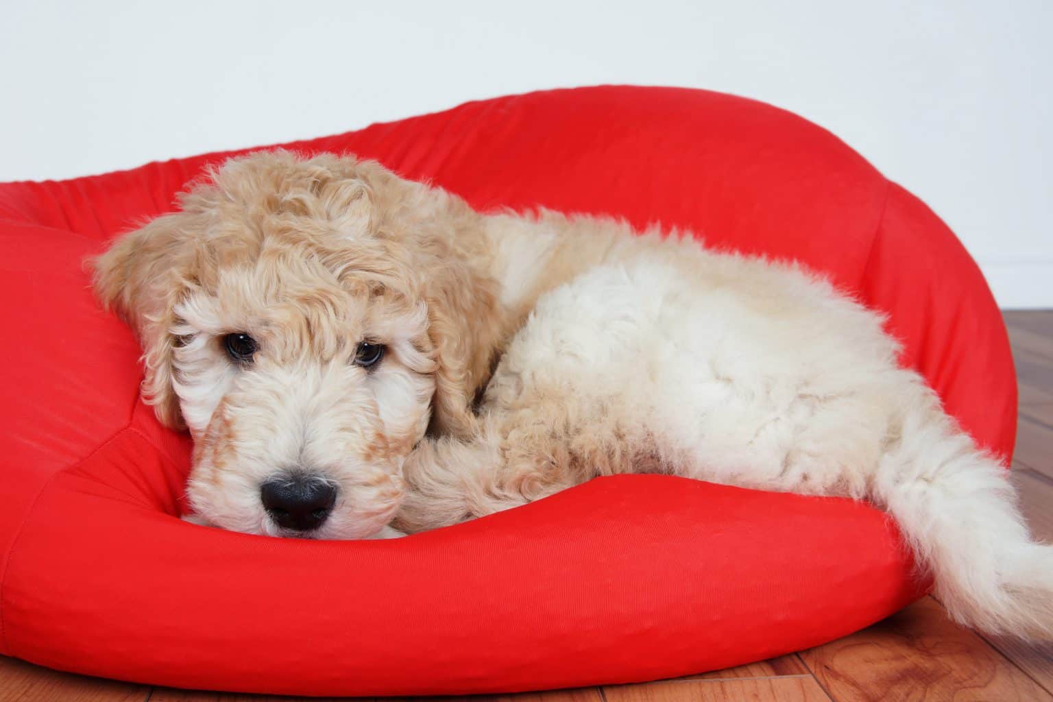 Will my Goldendoodle Get Curly? How to Tell